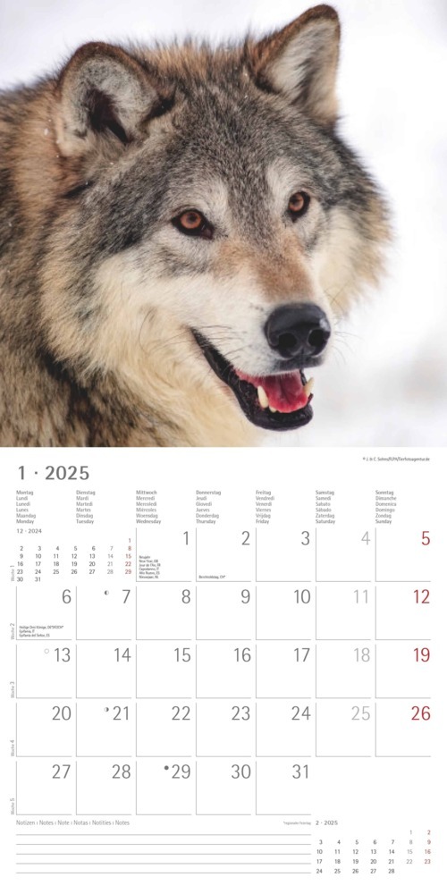 Bild: 4251732340711 | Alpha Edition - Wölfe 2025 Broschürenkalender, 30x30cm,...