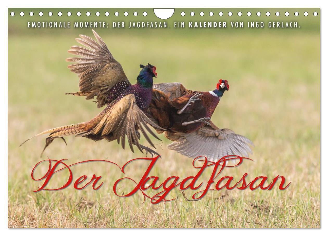 Cover: 9783435598076 | Emotionale Momente: Der Jagdfasan. (Wandkalender 2025 DIN A4 quer),...