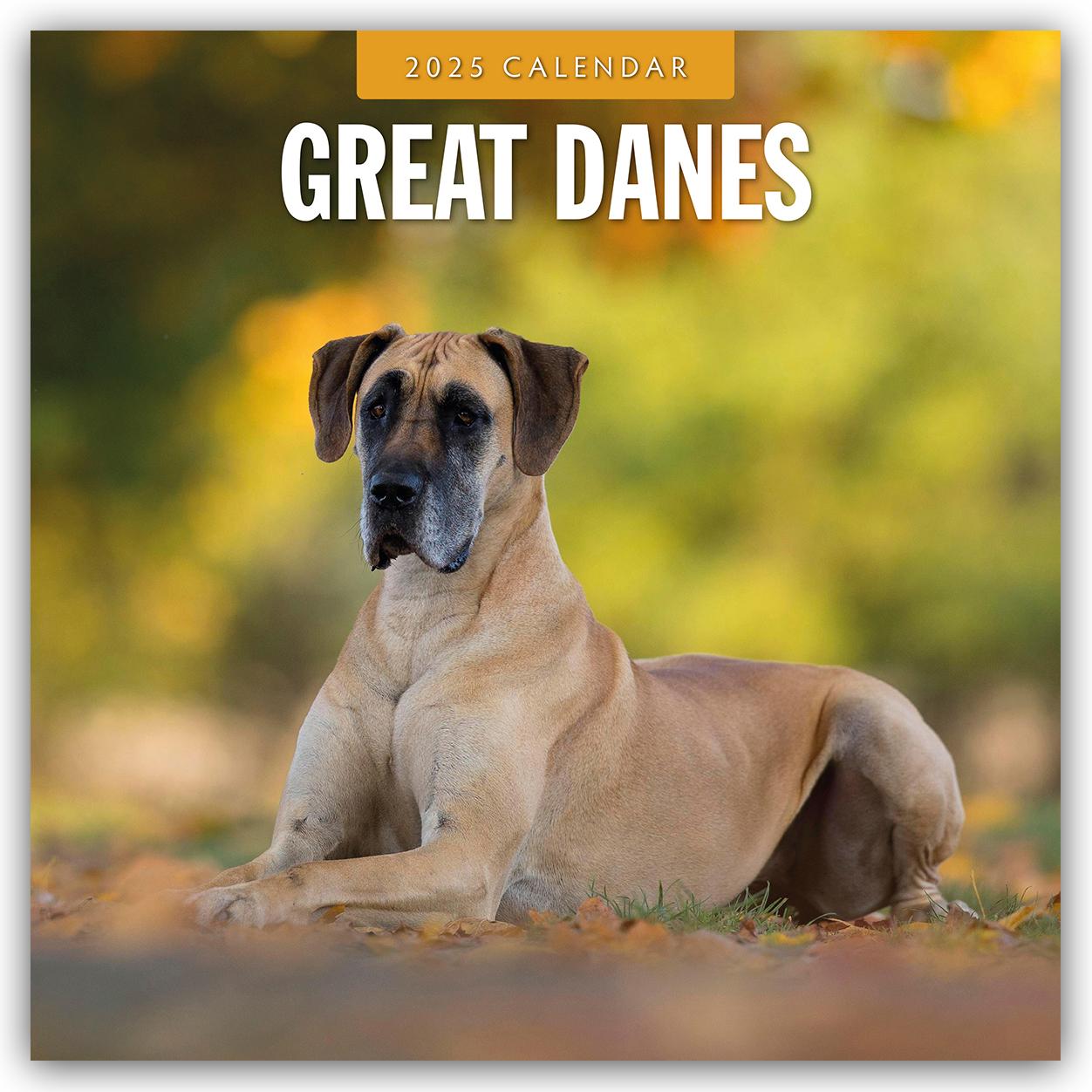 Cover: 9781804424728 | Great Danes 2025 Square Wall Calendar | Red Robin | Taschenbuch | 2025