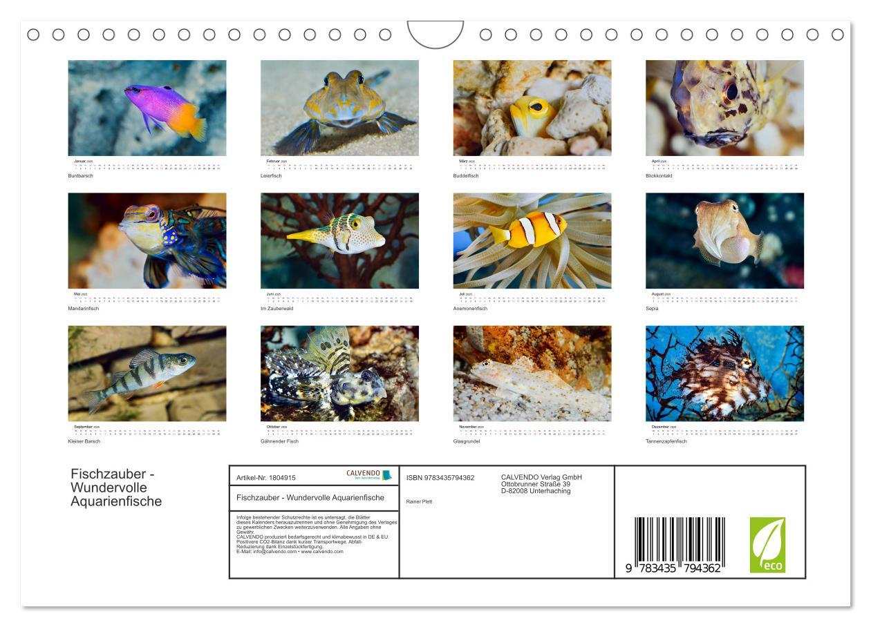 Bild: 9783435794362 | Fischzauber - Wundervolle Aquarienfische (Wandkalender 2025 DIN A4...