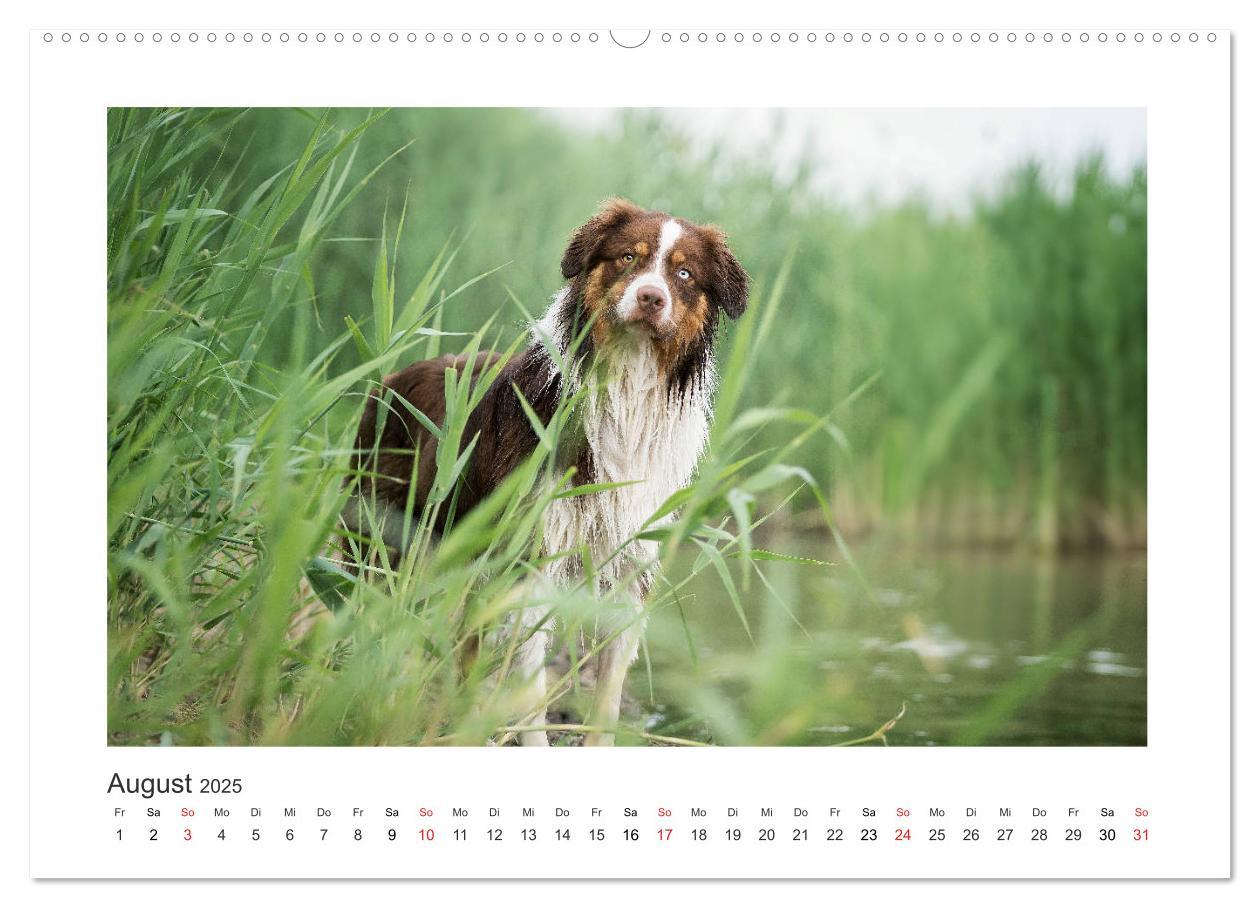 Bild: 9783435180615 | Herzensaussies - Australian Shepherd (Wandkalender 2025 DIN A2...