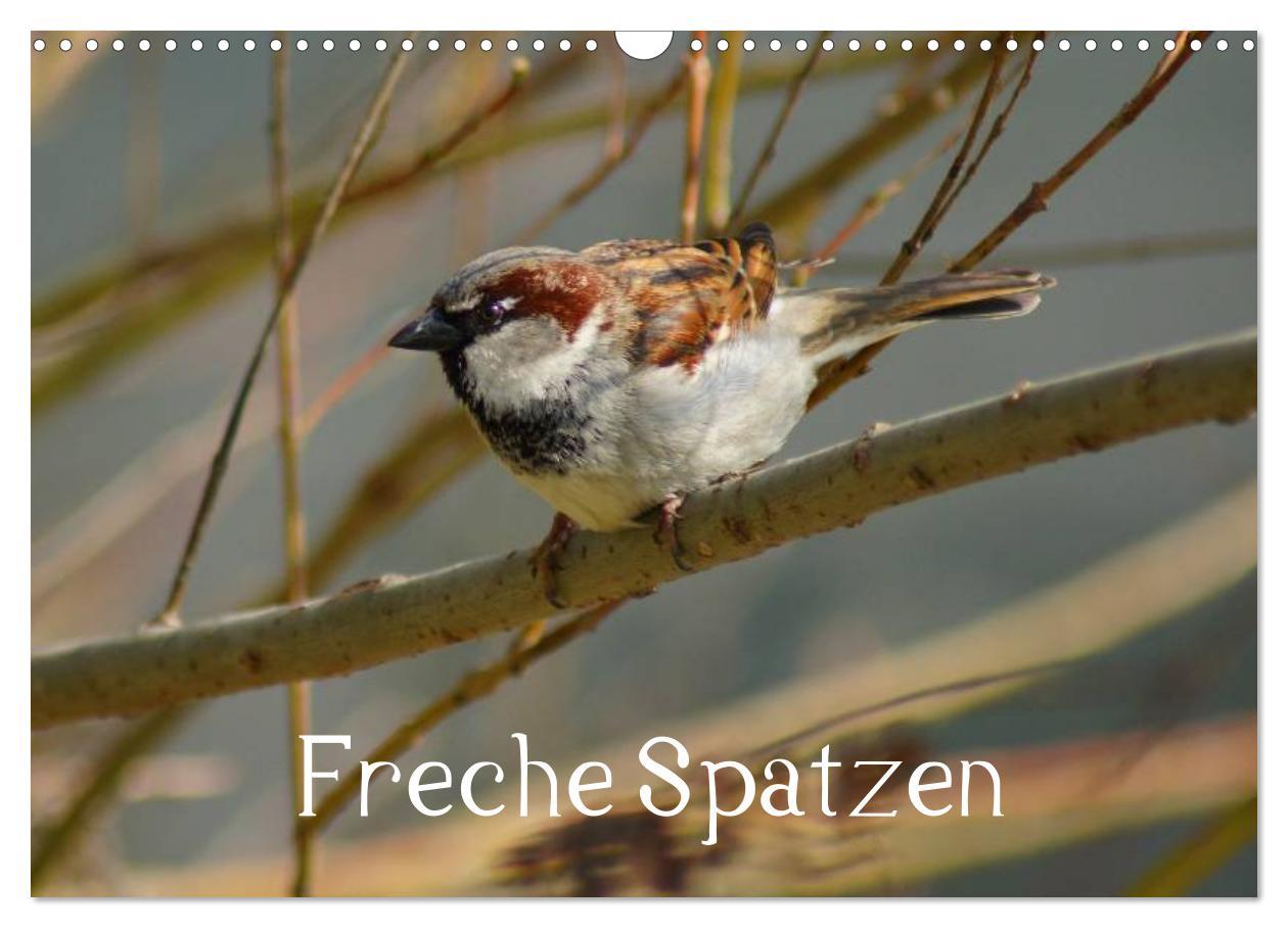 Cover: 9783435824526 | Freche Spatzen (Wandkalender 2025 DIN A3 quer), CALVENDO...