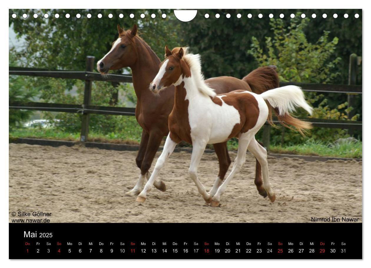 Bild: 9783435804535 | Arabische Fohlen 2025 (Wandkalender 2025 DIN A4 quer), CALVENDO...