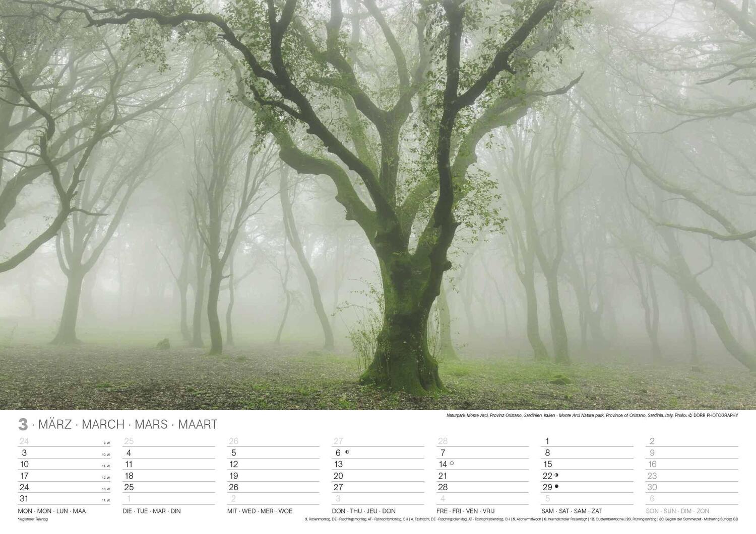 Bild: 4002725994271 | Malerische Wälder 2025 - Wand-Kalender - 42x29,7 - Wald - Natur | 2025