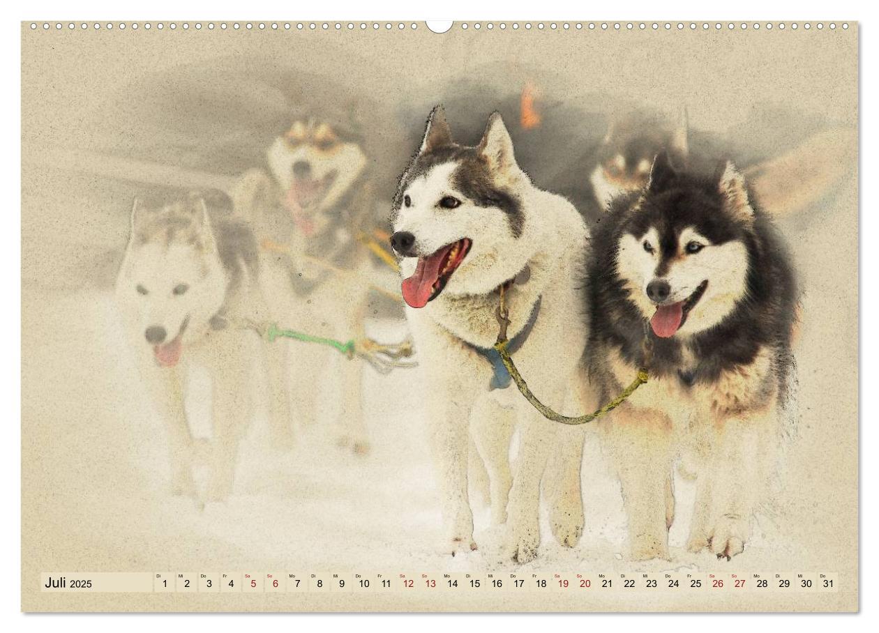 Bild: 9783435705955 | Schlittenhunde 2025 (Wandkalender 2025 DIN A2 quer), CALVENDO...