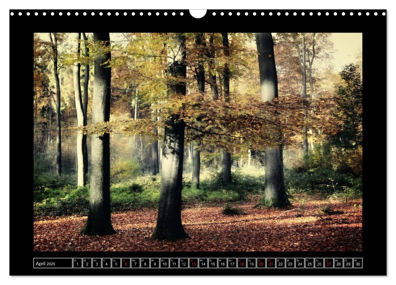 Bild: 9783435494620 | Der Reichswald bei Kleve (Wandkalender 2025 DIN A3 quer), CALVENDO...