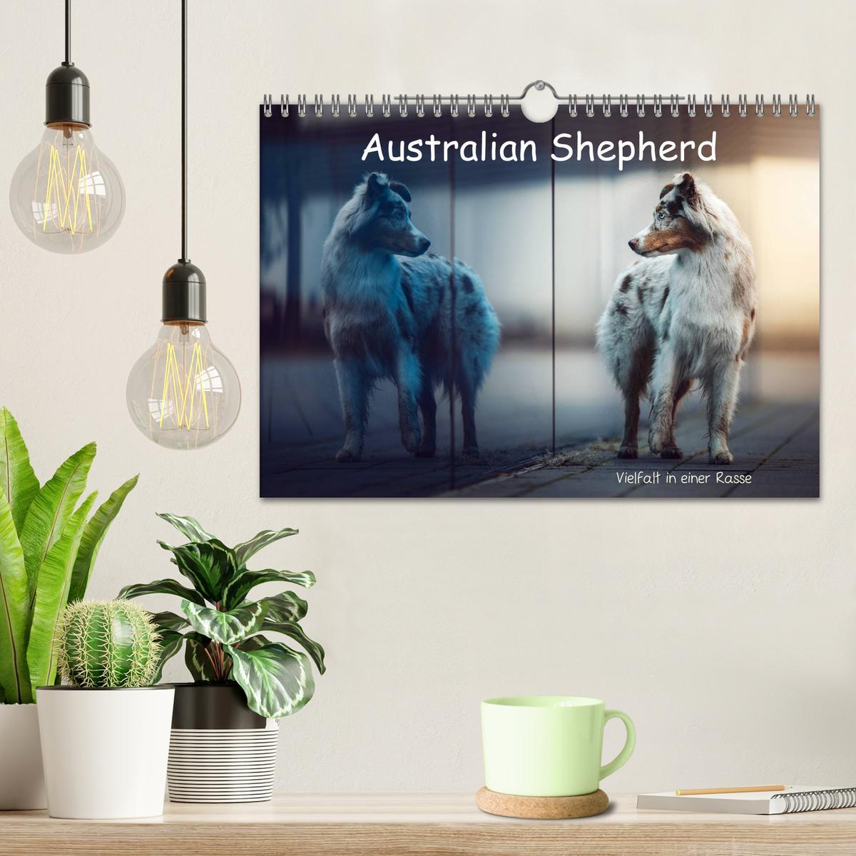 Bild: 9783435233502 | Australian Shepherd - Vielfalt in einer Rasse (Wandkalender 2025...