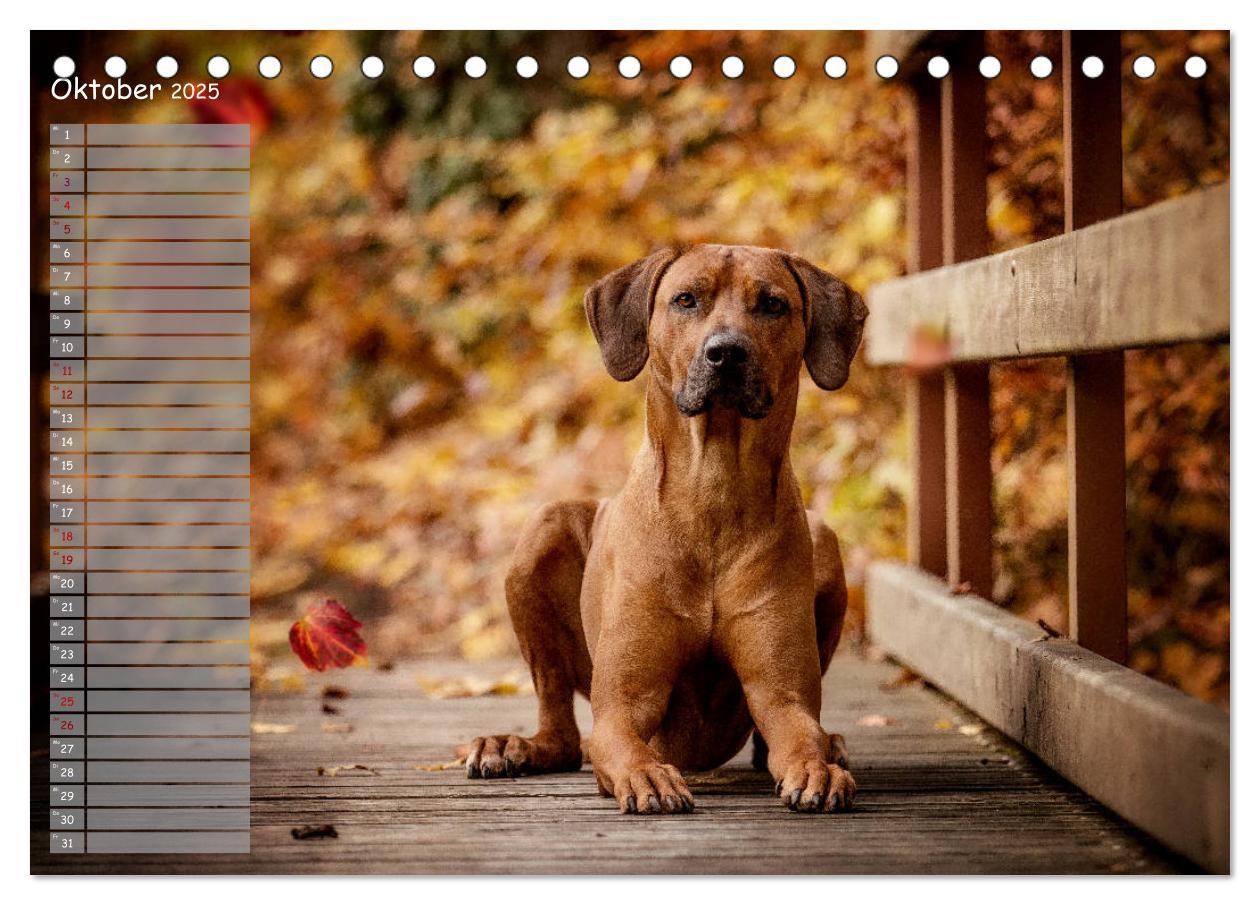 Bild: 9783435357253 | Rhodesian Ridgeback - Herzen auf vier Pfoten (Tischkalender 2025...