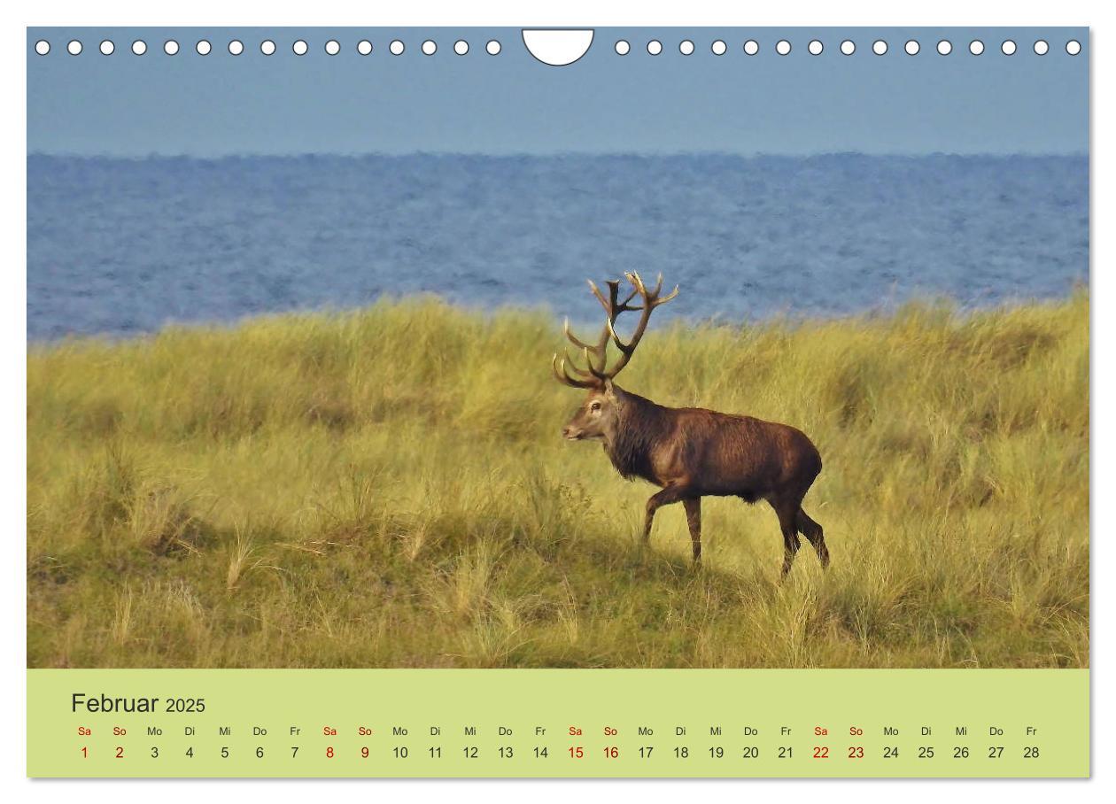 Bild: 9783435392131 | Küsten Hirsche - Rotwild auf dem Darß (Wandkalender 2025 DIN A4...