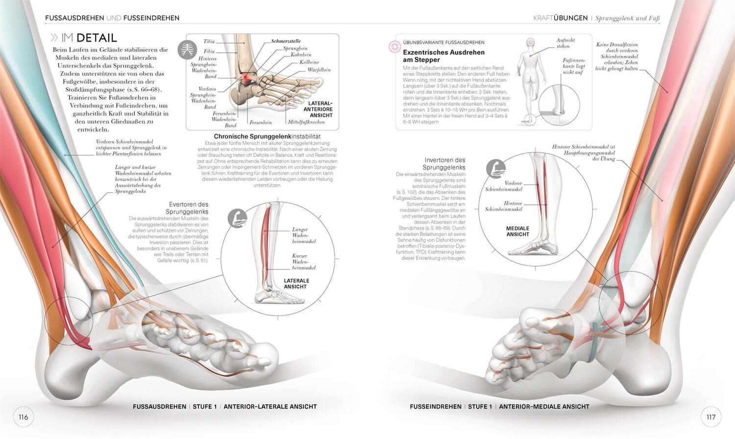 Bild: 9783831040155 | Lauftraining - Die Anatomie verstehen | Chris Napier | Taschenbuch