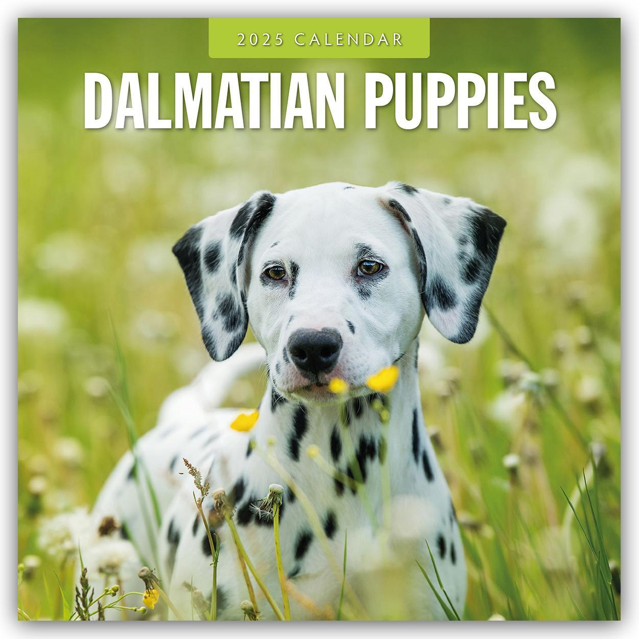 Cover: 9781804424544 | Dalmatian Puppies - Dalmatiner Welpen 2025 - 16-Monatskalender | Red