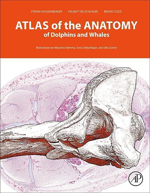 Cover: 9780128024461 | Atlas of the Anatomy of Dolphins and Whales | Huggenberger (u. a.)