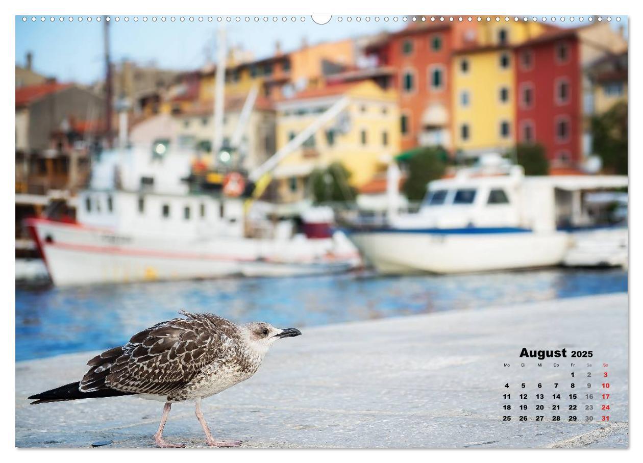 Bild: 9783435570232 | Wie ein Vogel in Rovinj! (Wandkalender 2025 DIN A2 quer), CALVENDO...