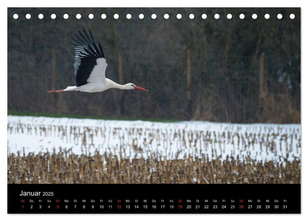 Bild: 9783435526529 | Ein Jahr bei den Störchen (Tischkalender 2025 DIN A5 quer),...