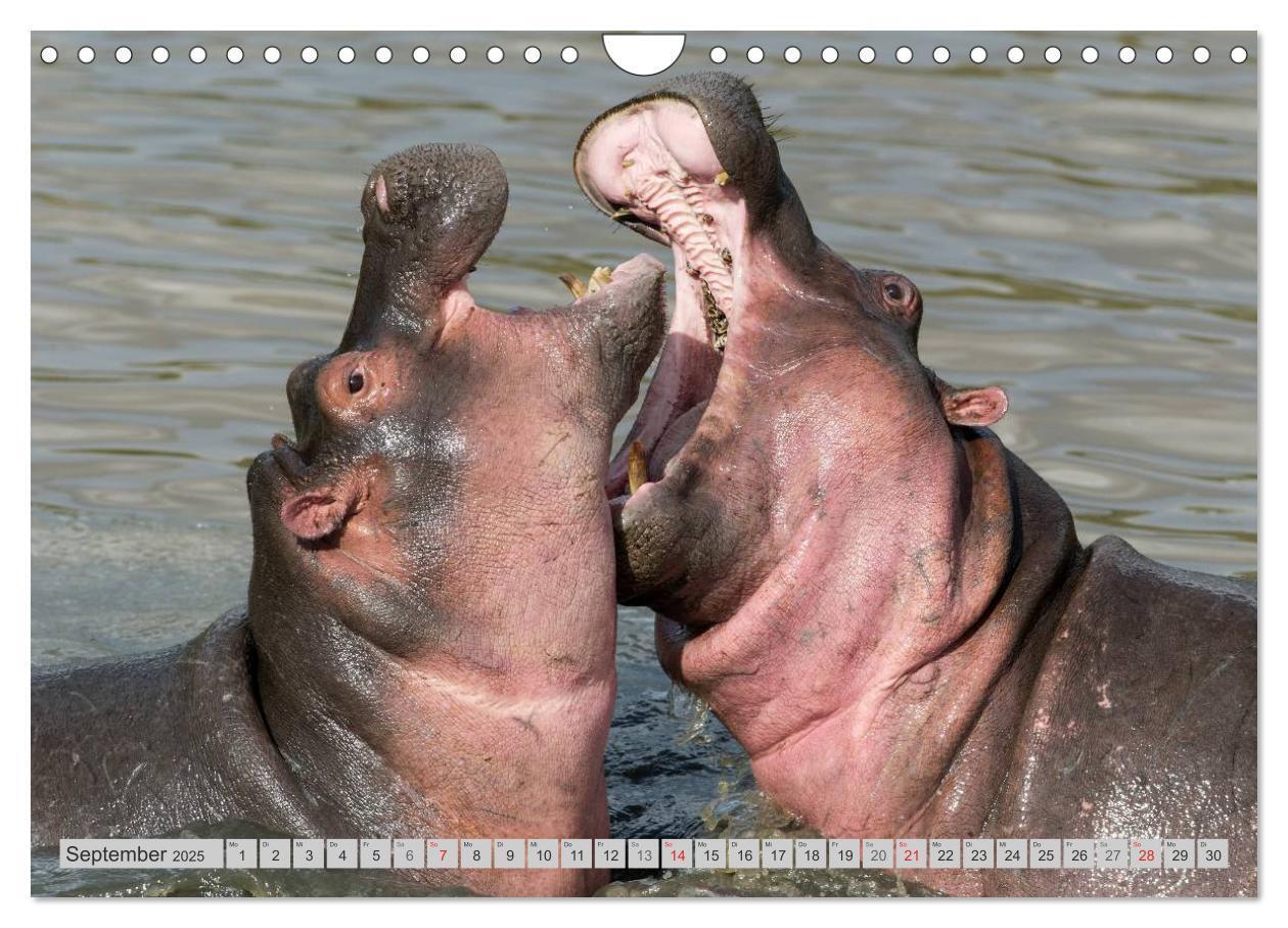 Bild: 9783435736560 | Emotionale Momente. Happy Hippo / CH-Version (Wandkalender 2025 DIN...