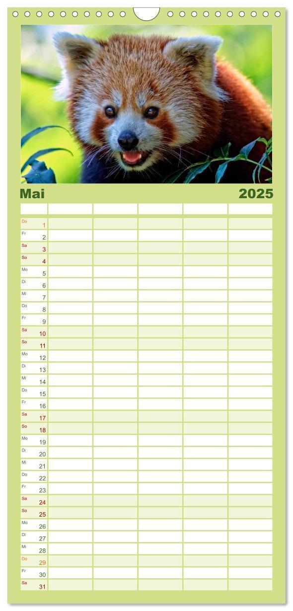 Bild: 9783457117071 | Familienplaner 2025 - Kleiner Panda mit 5 Spalten (Wandkalender, 21...