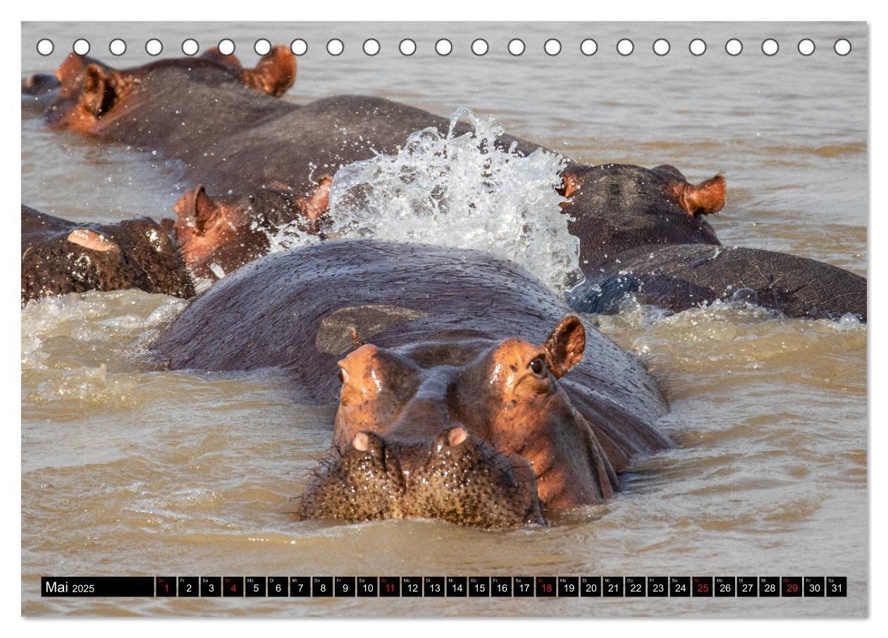 Bild: 9783435298242 | Hippos im südlichen Afrika (Tischkalender 2025 DIN A5 quer),...