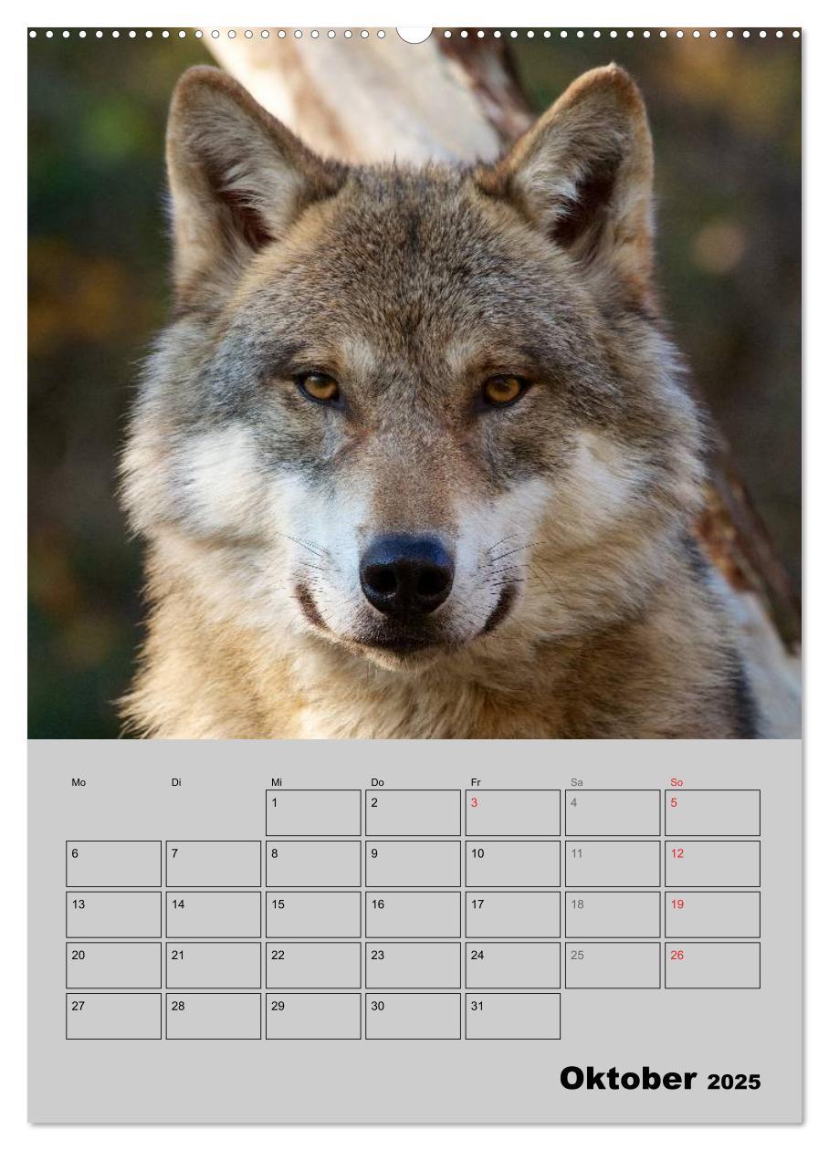 Bild: 9783457007143 | Wolf-Gesichter (hochwertiger Premium Wandkalender 2025 DIN A2...