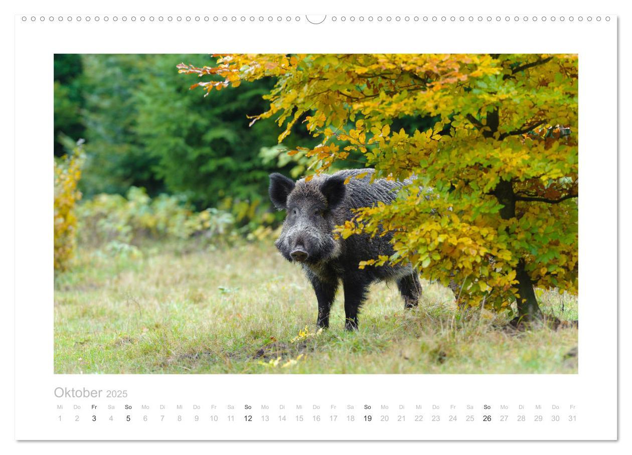 Bild: 9783383947681 | Wildschweine ¿ Wildlife Fotografien (Wandkalender 2025 DIN A2...