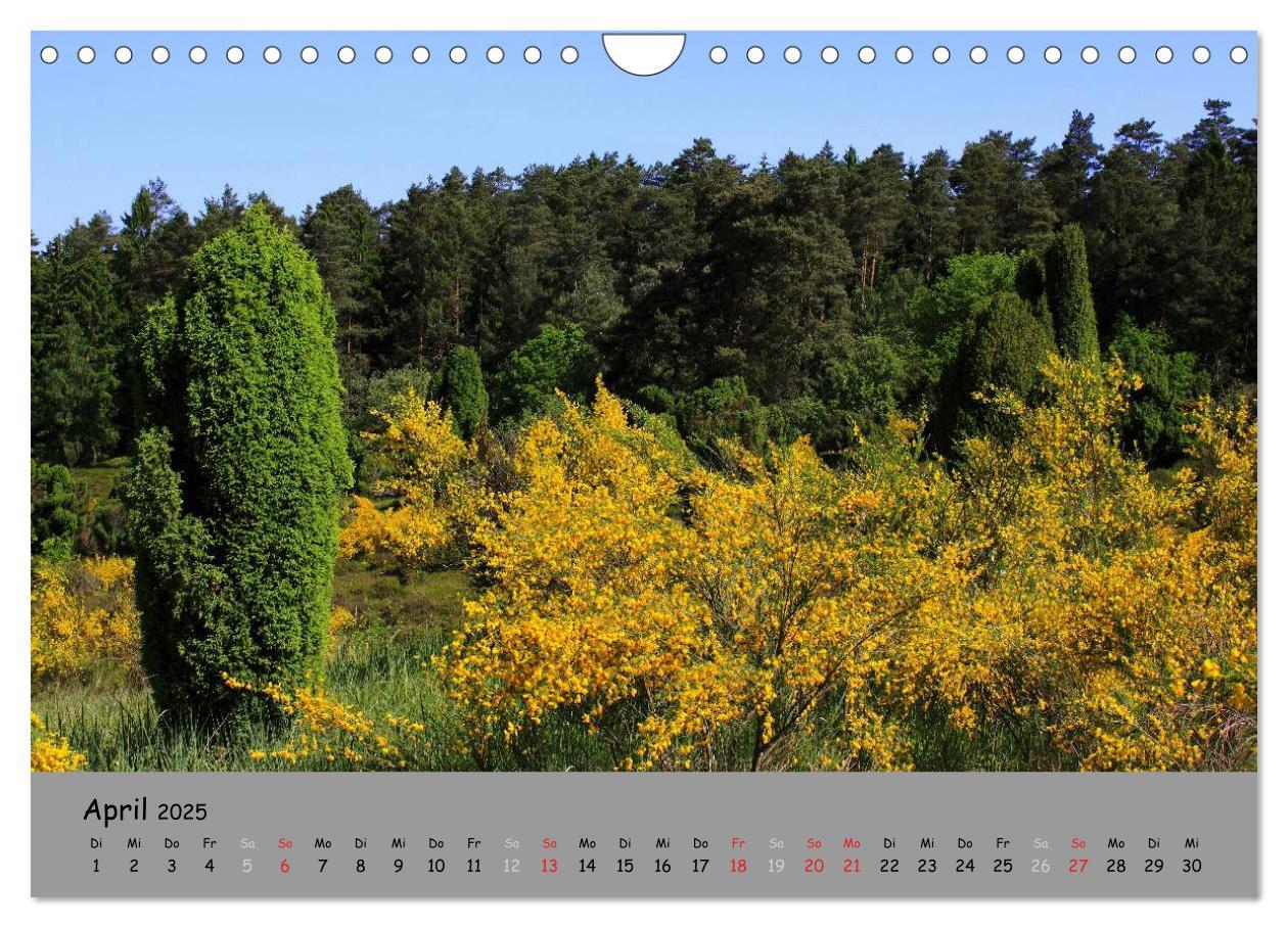 Bild: 9783435679232 | Lüneburger Heide - schön zu jeder Jahreszeit (Wandkalender 2025 DIN...