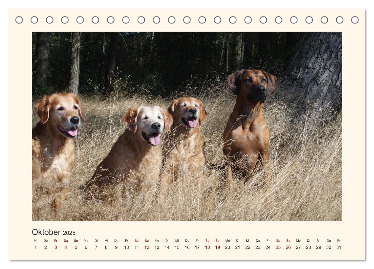 Bild: 9783435352623 | Rhodesian Ridgeback Power aus Südafrika (Tischkalender 2025 DIN A5...