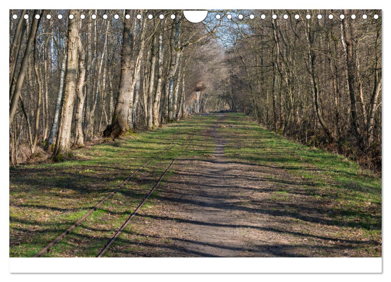 Bild: 9783383915932 | Spaziergang im Himmelmoor (Wandkalender 2025 DIN A4 quer), CALVENDO...