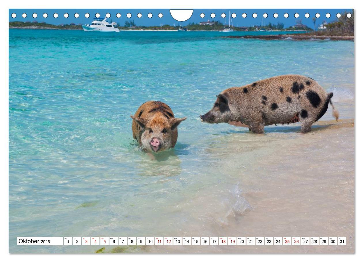 Bild: 9783435421459 | Schweine im Dauerurlaub auf den Bahamas! (Wandkalender 2025 DIN A4...