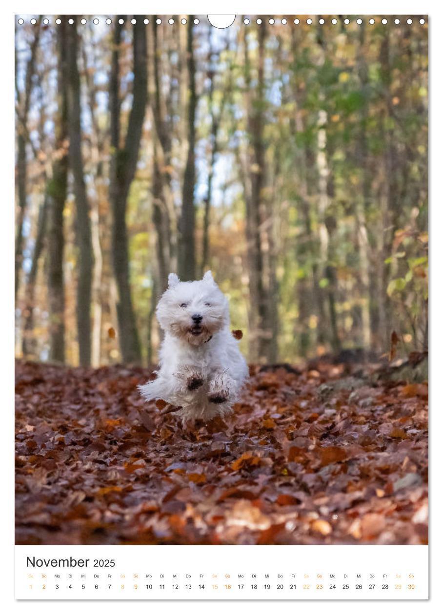 Bild: 9783383796739 | Der Westie - Portrait eines West Highland White Terriers...