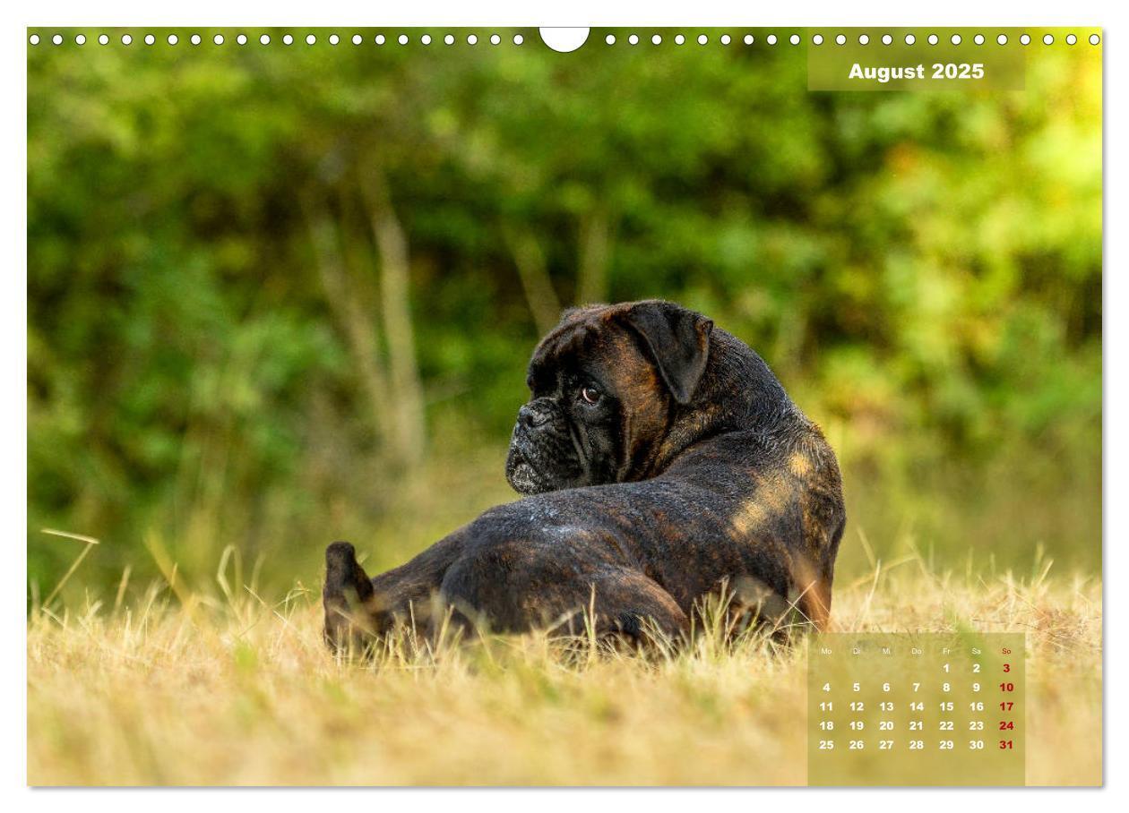 Bild: 9783435179558 | Einmal Boxer - immer Boxer (Wandkalender 2025 DIN A3 quer),...