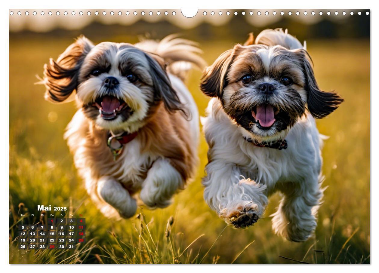 Bild: 9783435646555 | Shih Tzu - der wuschelige Hund aus Tibet (Wandkalender 2025 DIN A3...