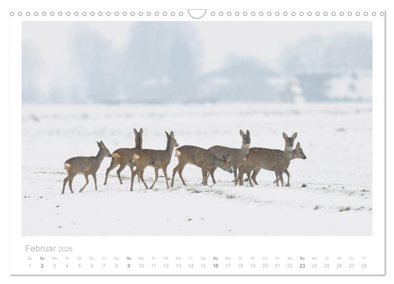 Bild: 9783435110933 | Rehwild 2025 (Wandkalender 2025 DIN A3 quer), CALVENDO Monatskalender