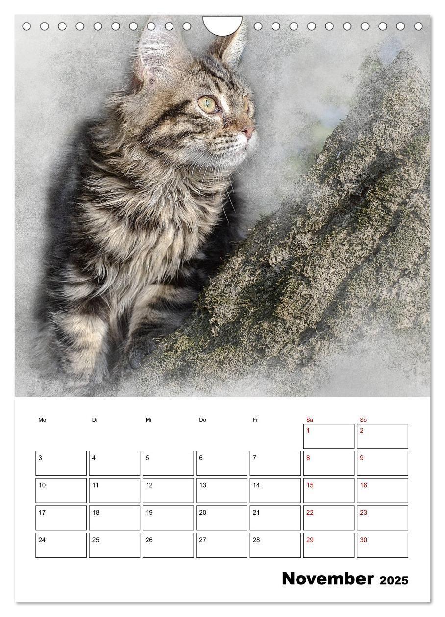 Bild: 9783435975365 | Maine Coon Katzen (Wandkalender 2025 DIN A4 hoch), CALVENDO...