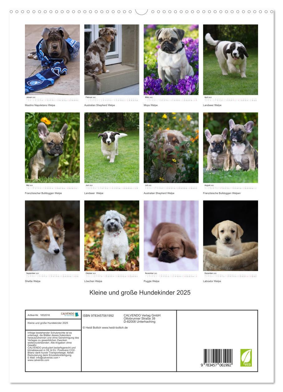 Bild: 9783457061992 | Kleine und große Hundekinder 2025 (Wandkalender 2025 DIN A2 hoch),...