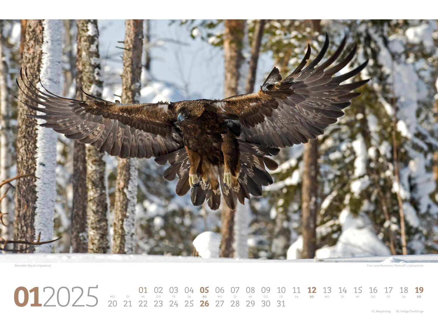 Bild: 9783838425825 | Tierwelt Wald Kalender 2025 | Ackermann Kunstverlag | Kalender | 14 S.