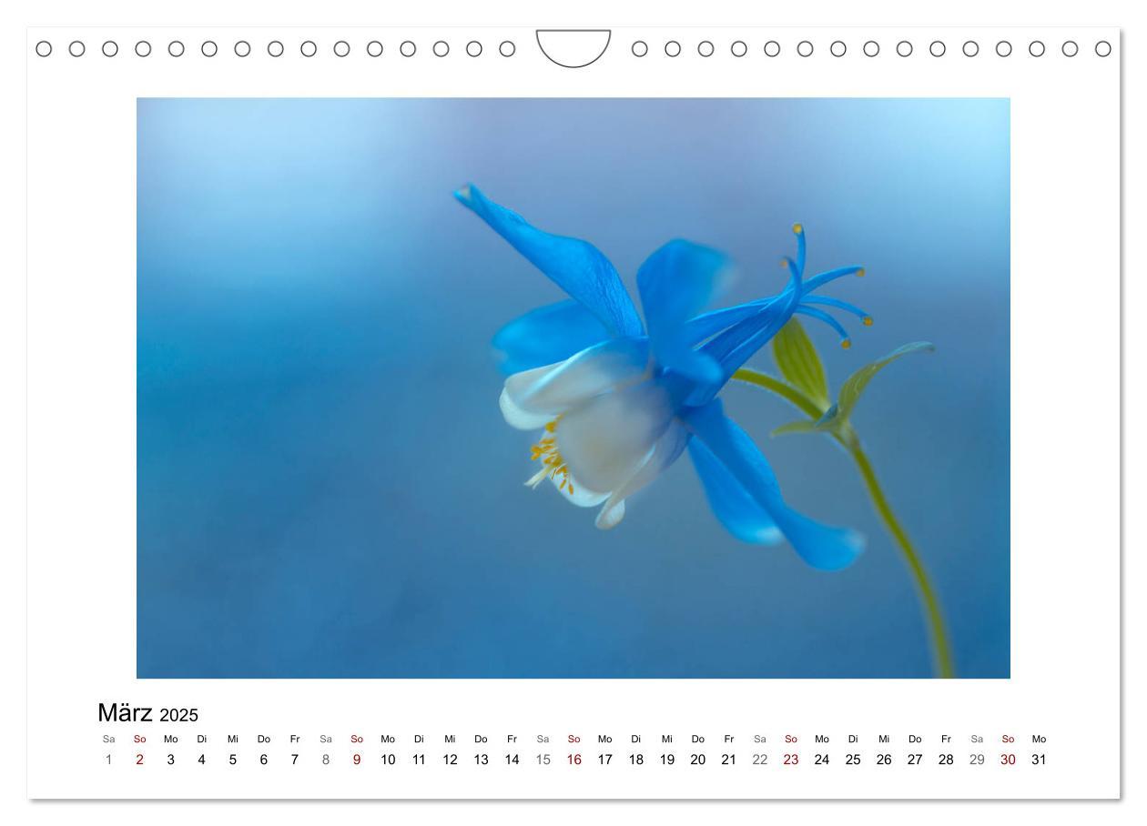 Bild: 9783435301355 | Blauer Blütentraum (Wandkalender 2025 DIN A4 quer), CALVENDO...