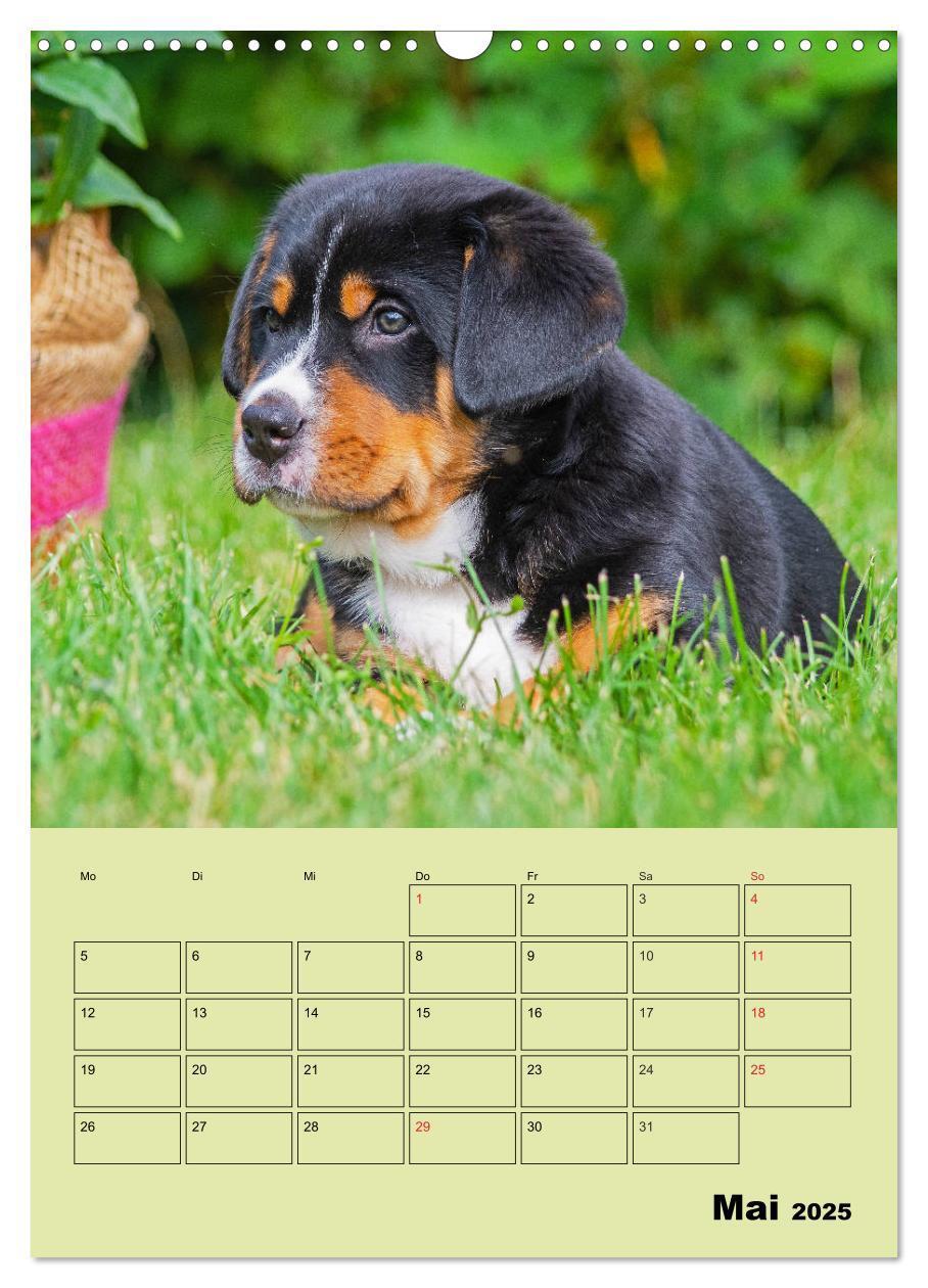 Bild: 9783435960057 | Familienplaner Großer Schweizer Sennenhund (Wandkalender 2025 DIN...