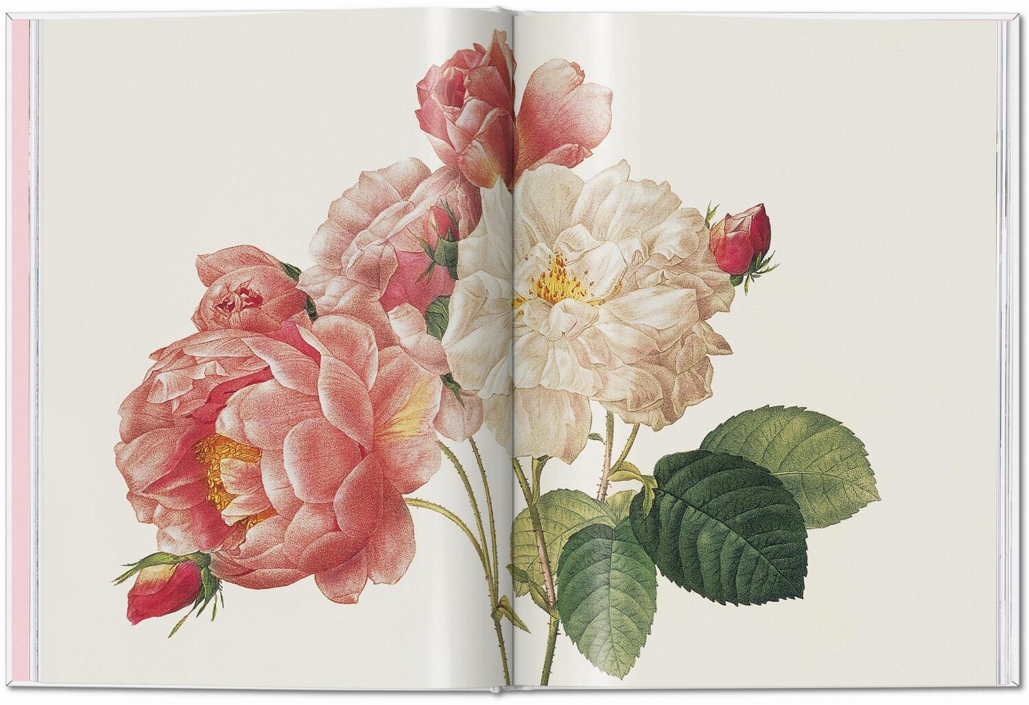 Bild: 9783836595711 | Redouté. Roses | H. Walter Lack | Buch | 192 S. | Deutsch | 2024