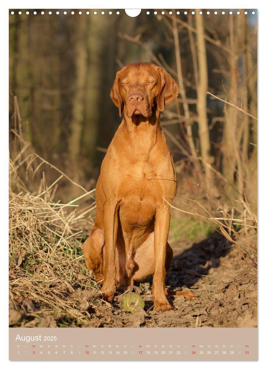 Bild: 9783457015742 | Magyar Vizsla im Portrait (Wandkalender 2025 DIN A3 hoch), CALVENDO...