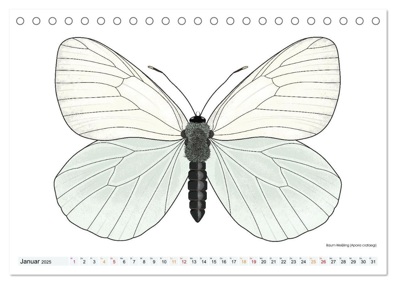 Bild: 9783383895982 | Schmetterlinge illustriert (Tischkalender 2025 DIN A5 quer),...