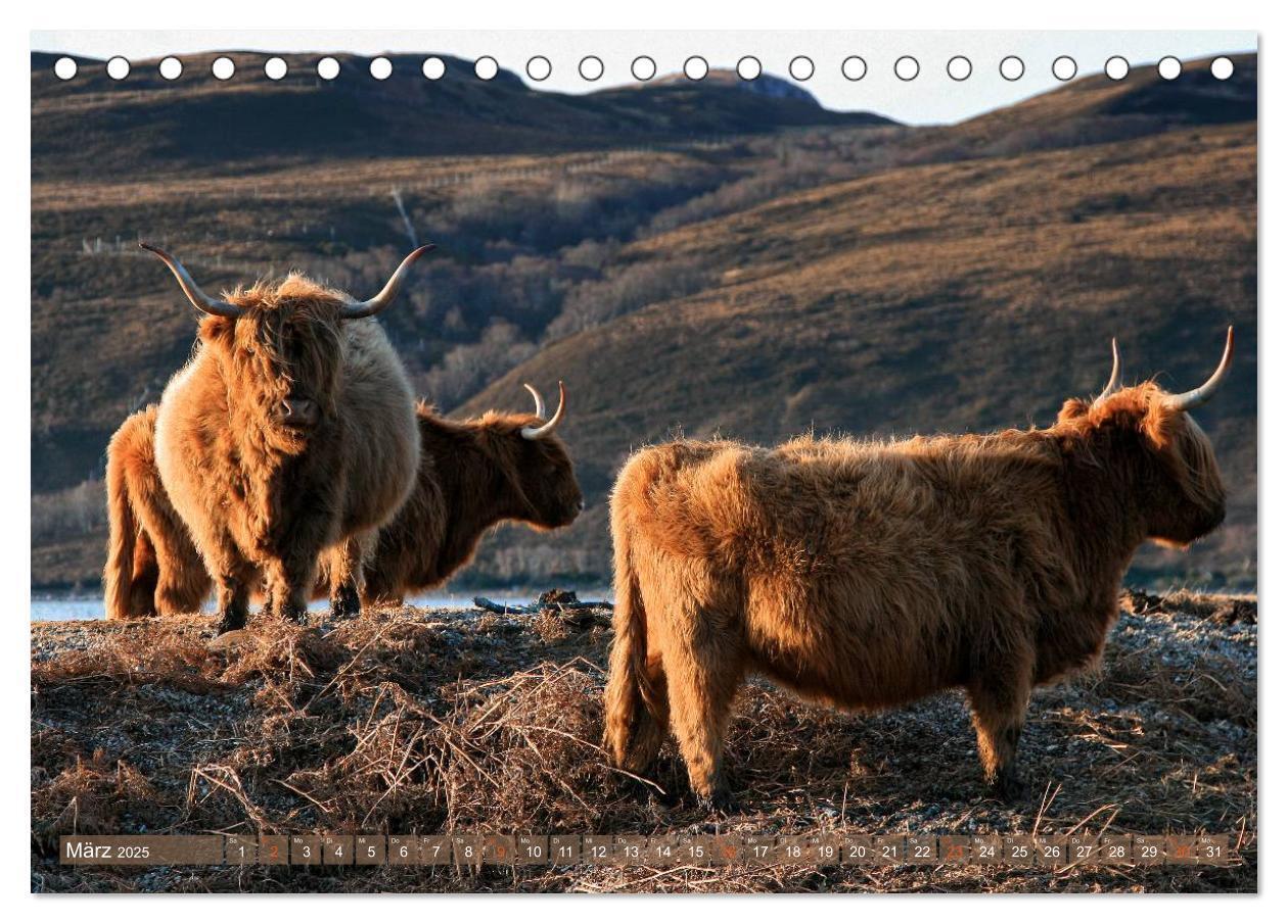 Bild: 9783435709007 | Schottische Hochlandrinder - Highland Cattle im Portrait...