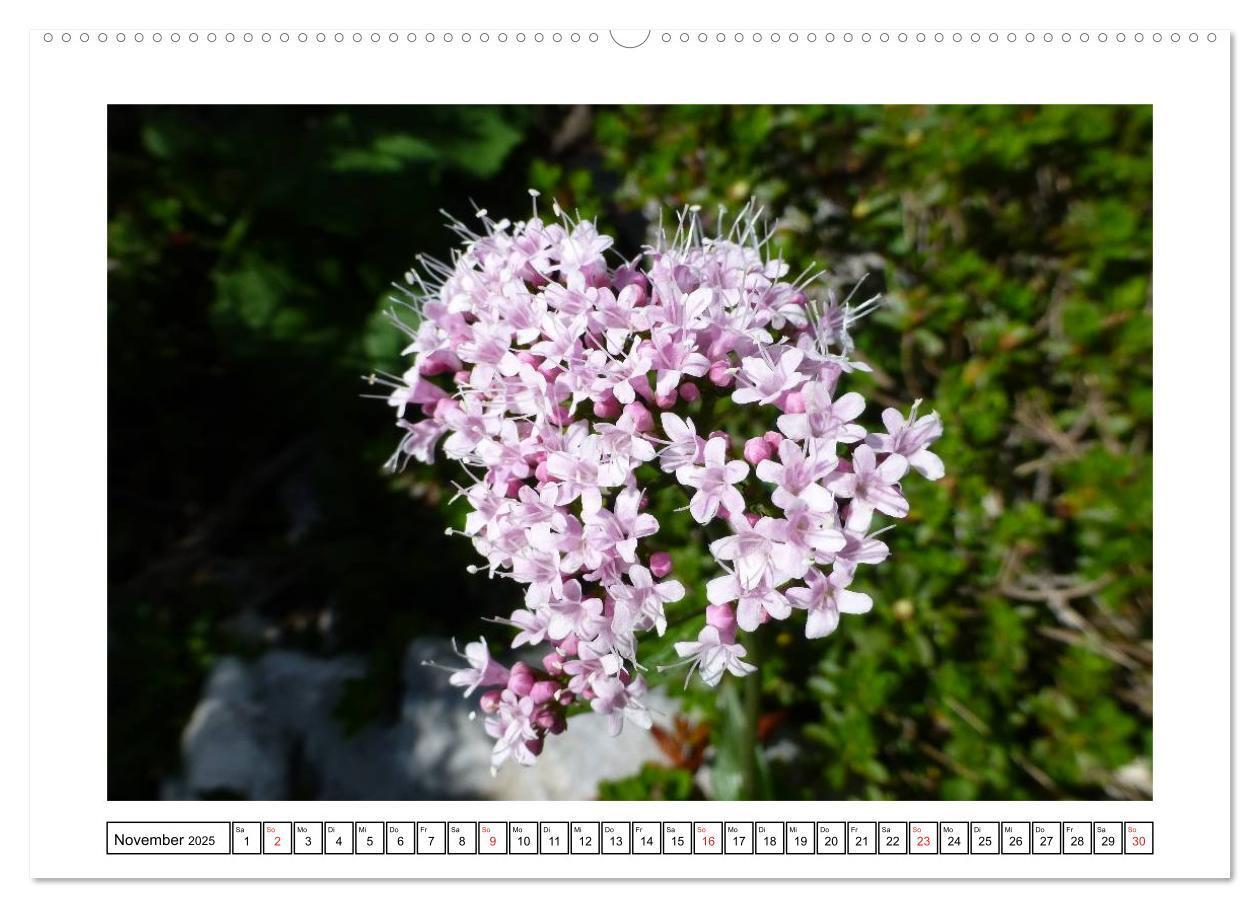 Bild: 9783435598649 | Alpenblumen. Bunte Welt in luftiger Höhe (Wandkalender 2025 DIN A2...