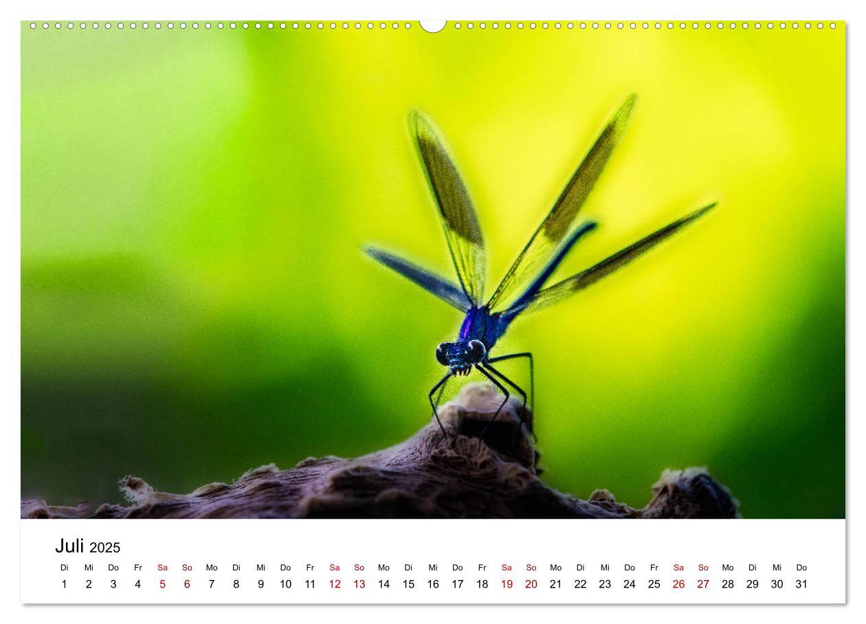 Bild: 9783435163885 | Oberbayerischer Insekten Kalender (hochwertiger Premium...