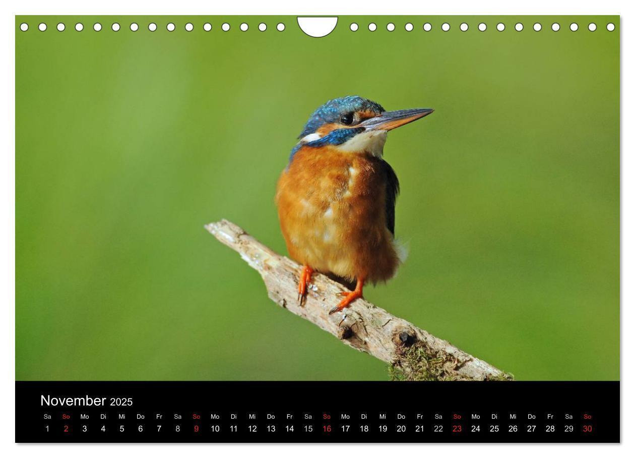 Bild: 9783435501229 | Der Eisvogel...fliegendes Juwel (Wandkalender 2025 DIN A4 quer),...