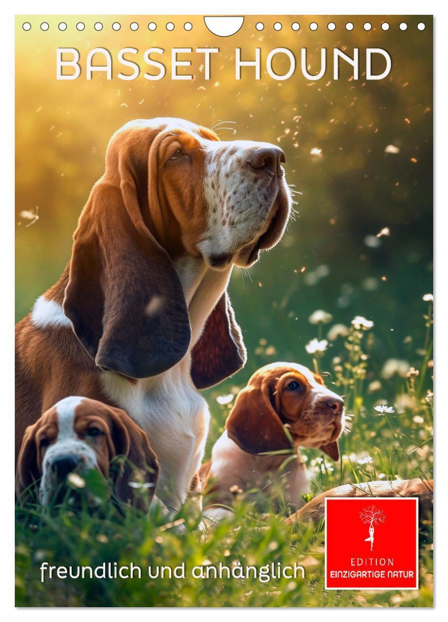 Cover: 9783383779855 | Basset Hound - freundlich und anhänglich (Wandkalender 2025 DIN A4...