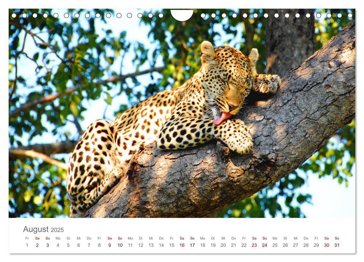 Bild: 9783435233694 | Safari / Afrika (Wandkalender 2025 DIN A4 quer), CALVENDO...