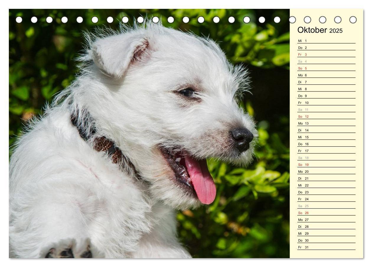 Bild: 9783435459643 | Kobold auf 4 Pfoten - West Highland White Terrier (Tischkalender...