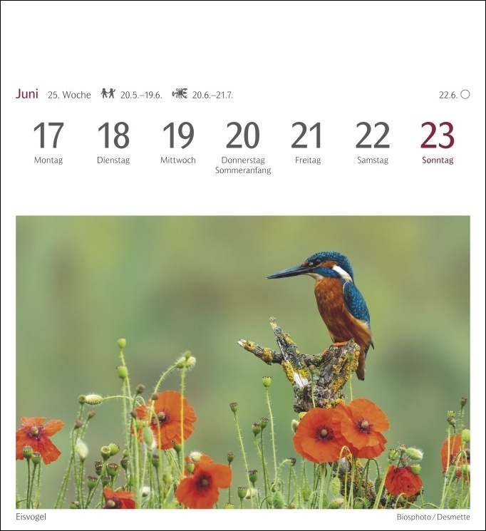 Bild: 9783840031878 | Heimische Vögel Postkartenkalender 2024. Wochenkalender im...