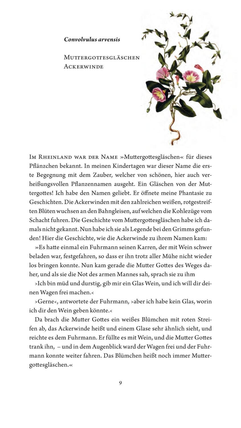 Bild: 9783887473297 | Jungfer im Grünen und Tausendgüldenkraut | Rosemarie Gebauer | Buch