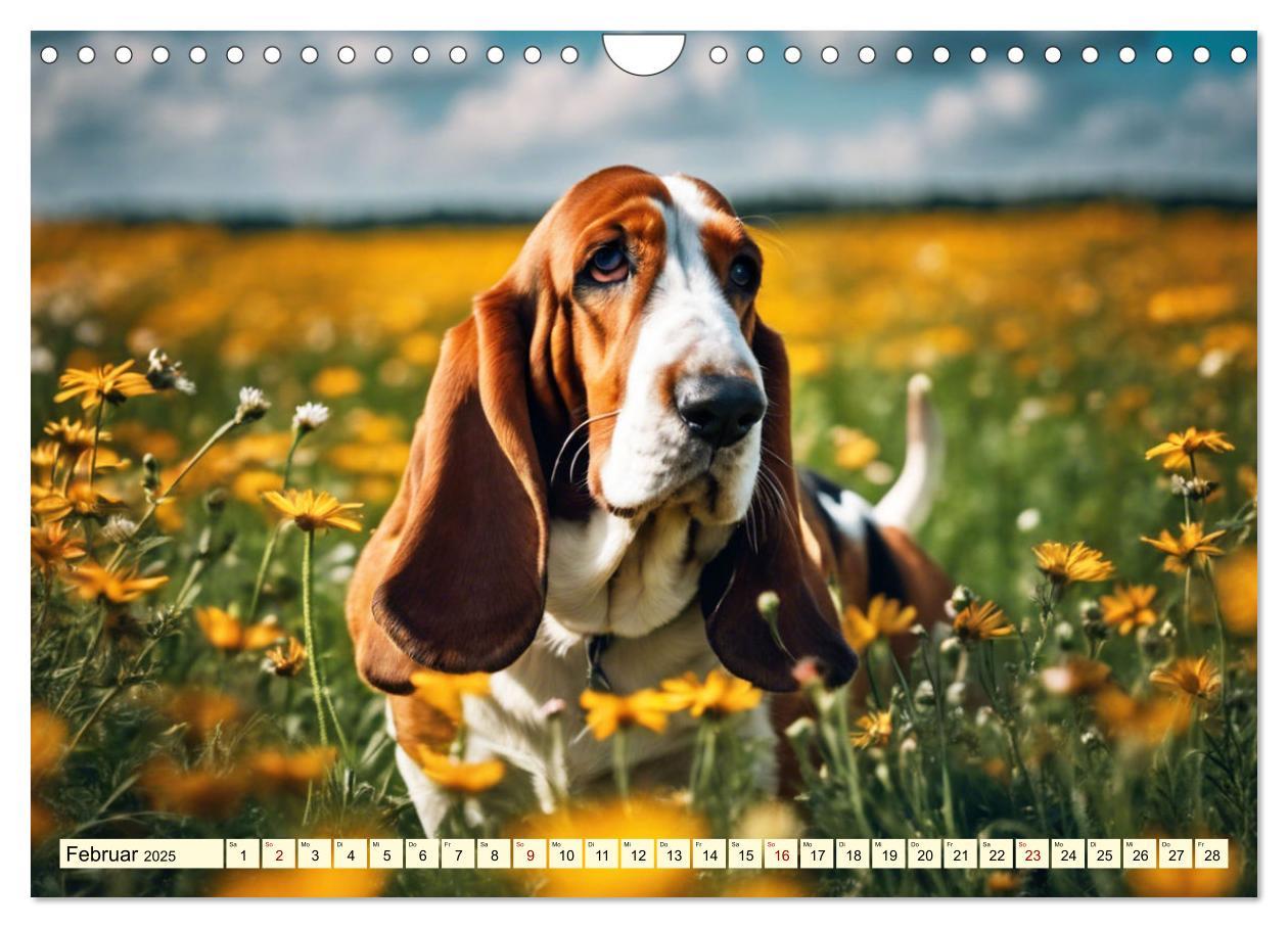 Bild: 9783457054208 | Basset Hound - unverkennbar (Wandkalender 2025 DIN A4 quer),...