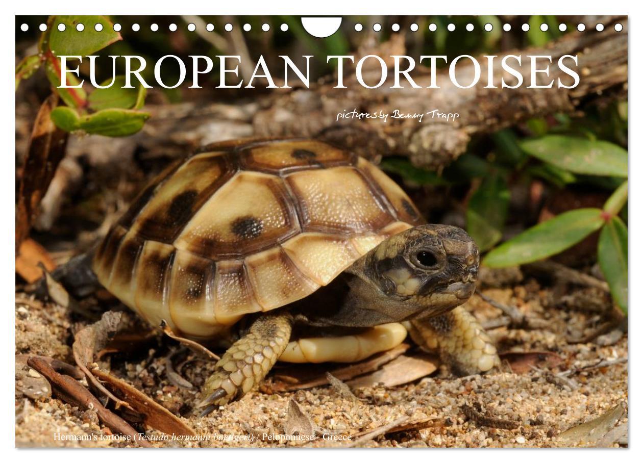 Cover: 9781325996001 | European Tortoises / UK-Version (Wall Calendar 2025 DIN A4...